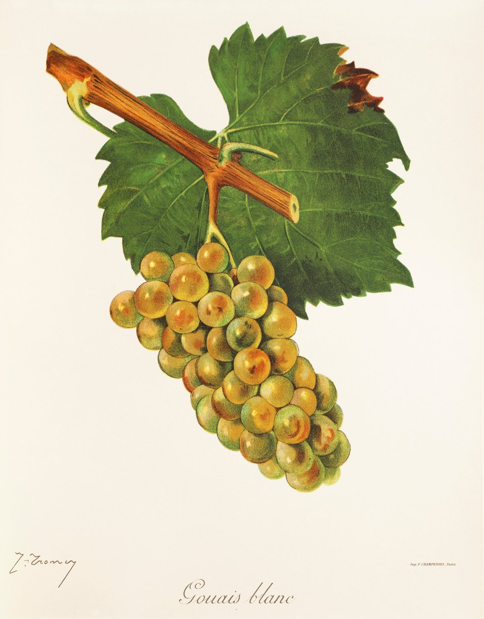 Gouais Blanc grape by Jules Troncy