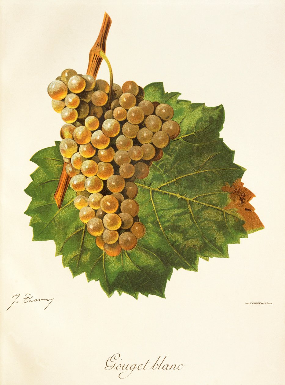 Gouget Blanc grape by Jules Troncy