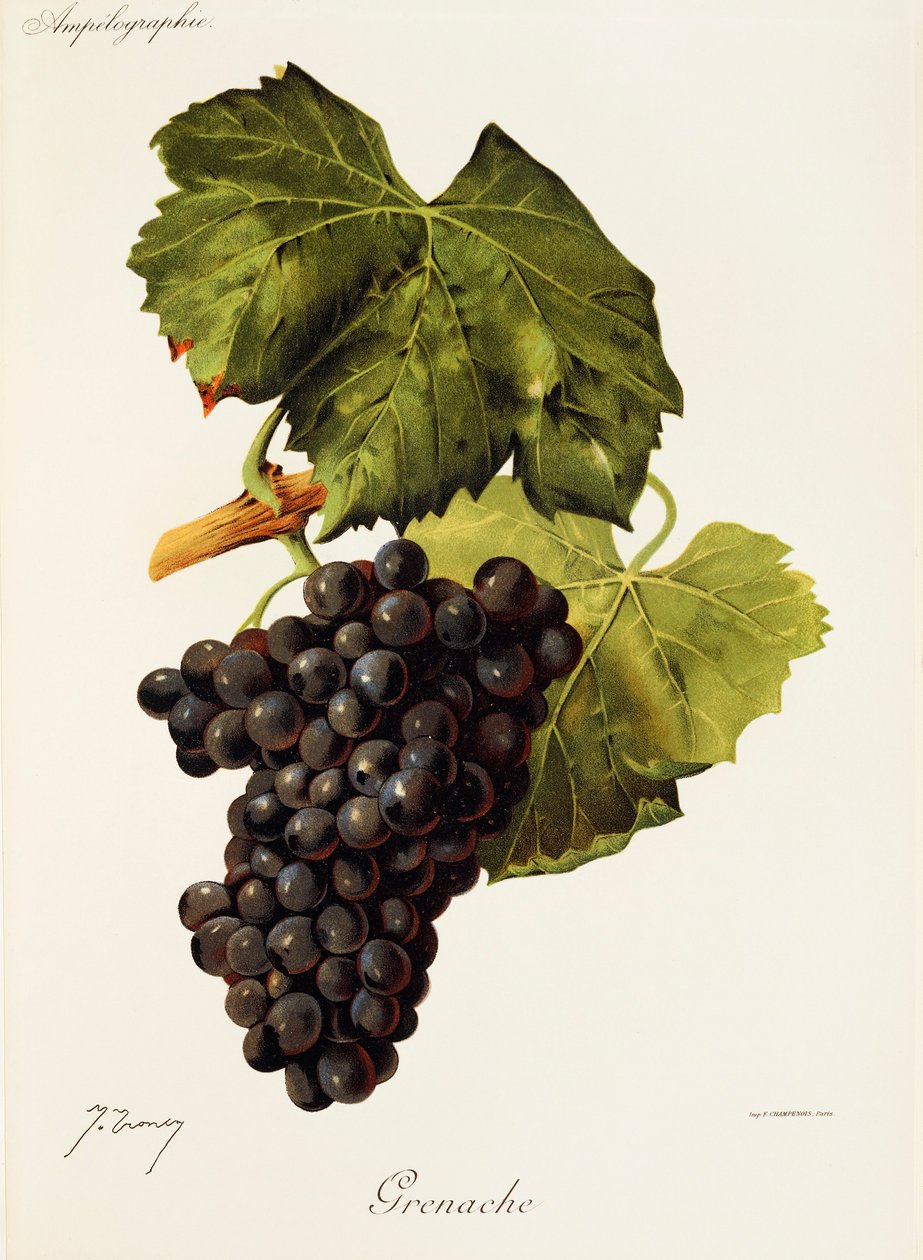 Grenache grape by Jules Troncy