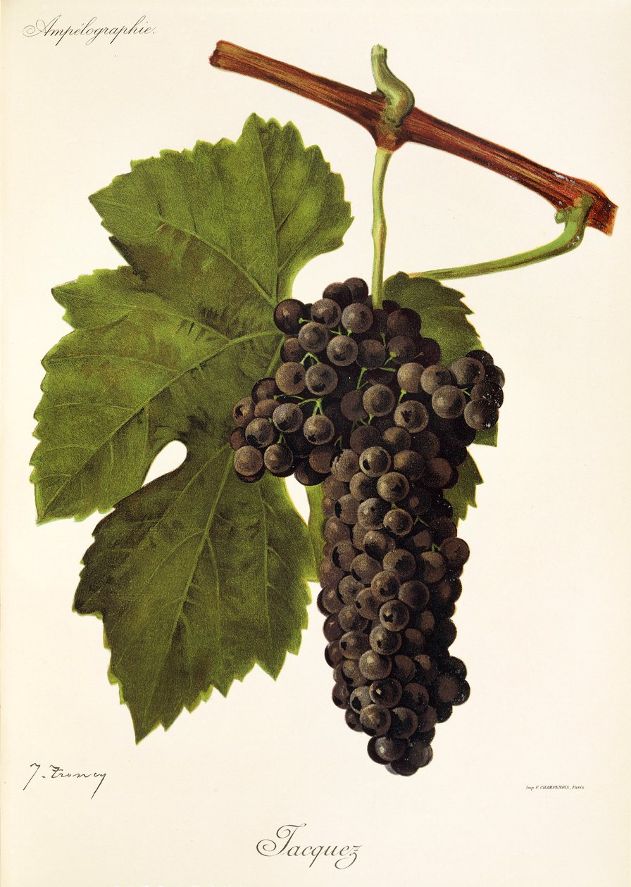 Jacquez grape by Jules Troncy
