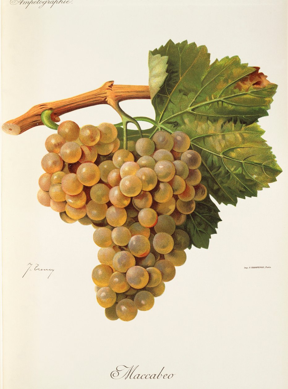 Maccabeo grape by Jules Troncy