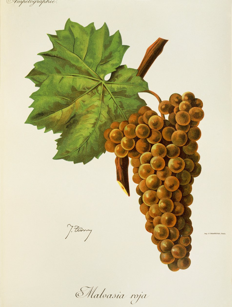 Malvasia Roja grape by Jules Troncy