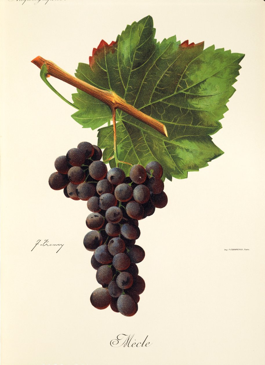 Mecle grape by Jules Troncy