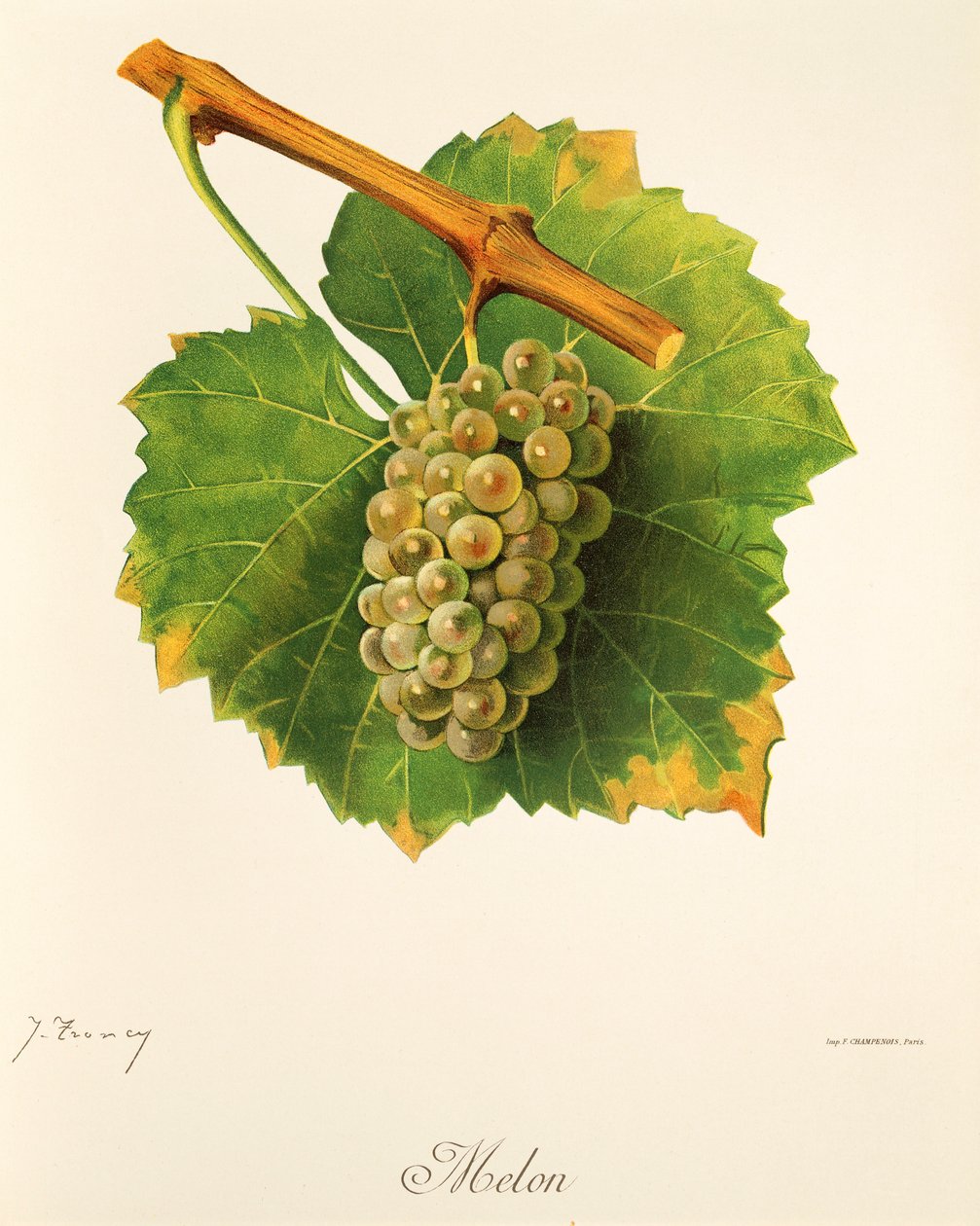 Melon grape by Jules Troncy