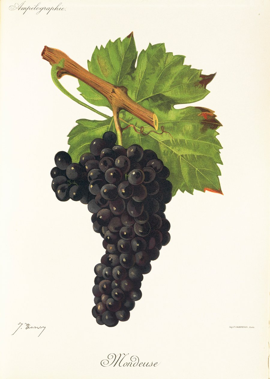 Mondeuse Grape by Jules Troncy