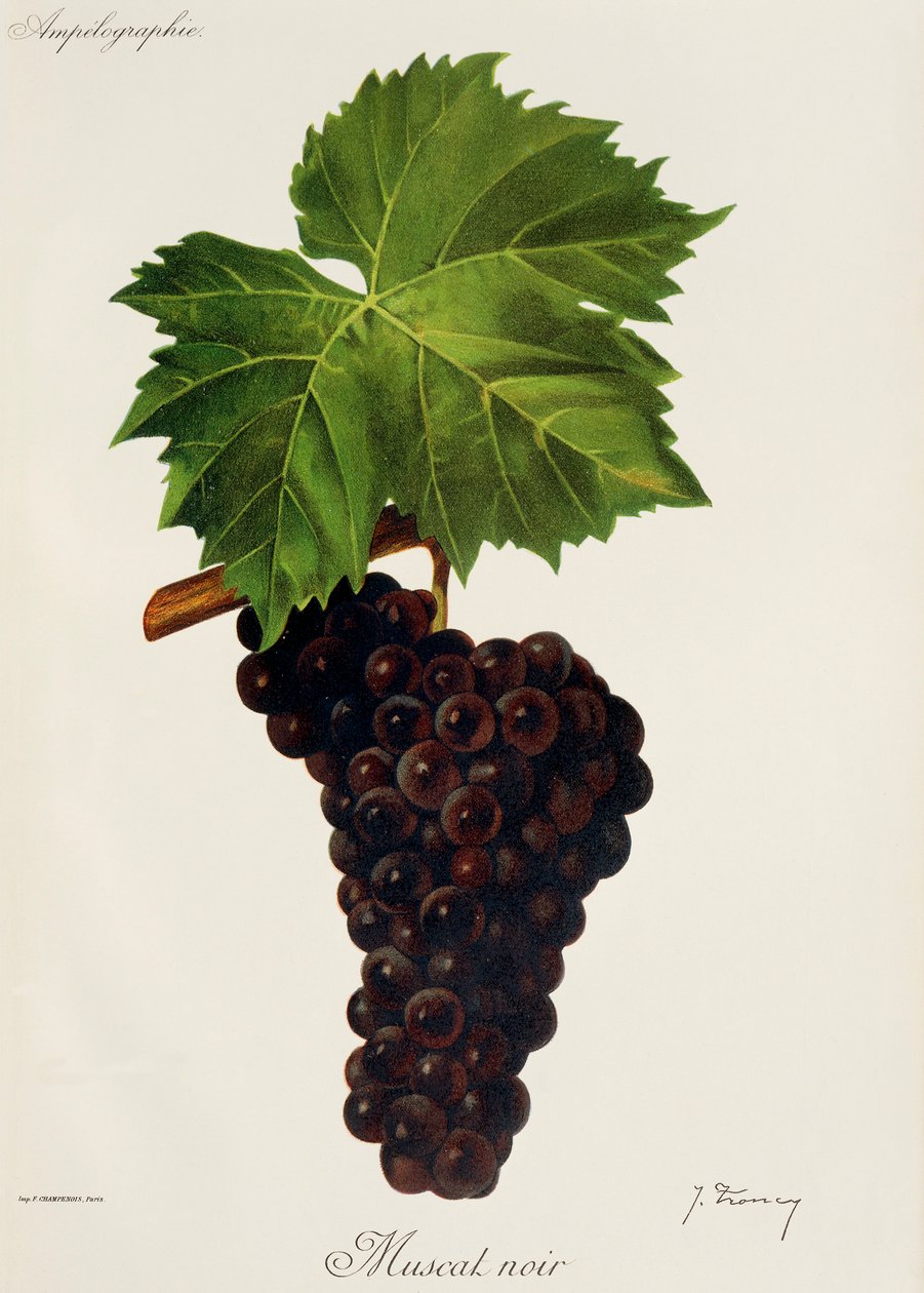 Muscat Noir grape by Jules Troncy