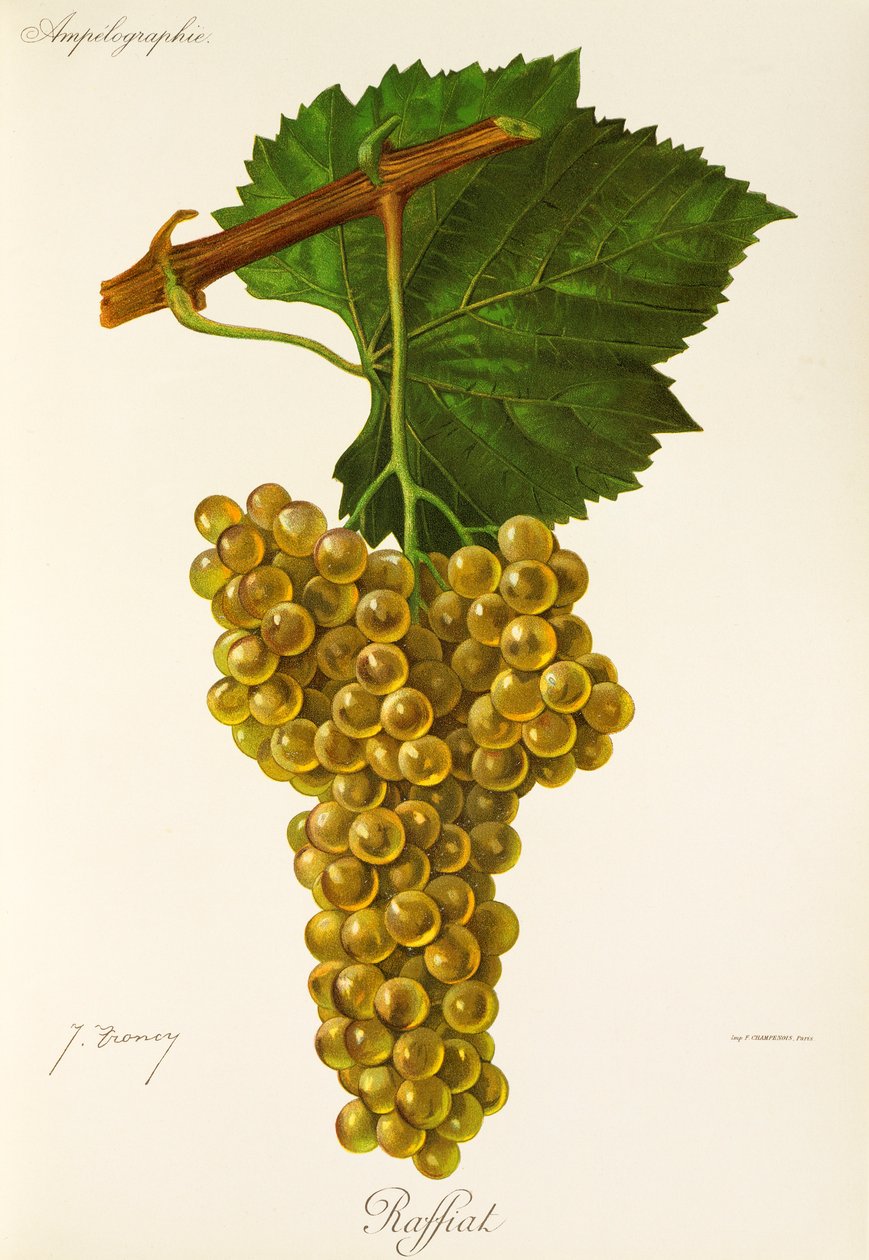 Raffiat Grape by Jules Troncy