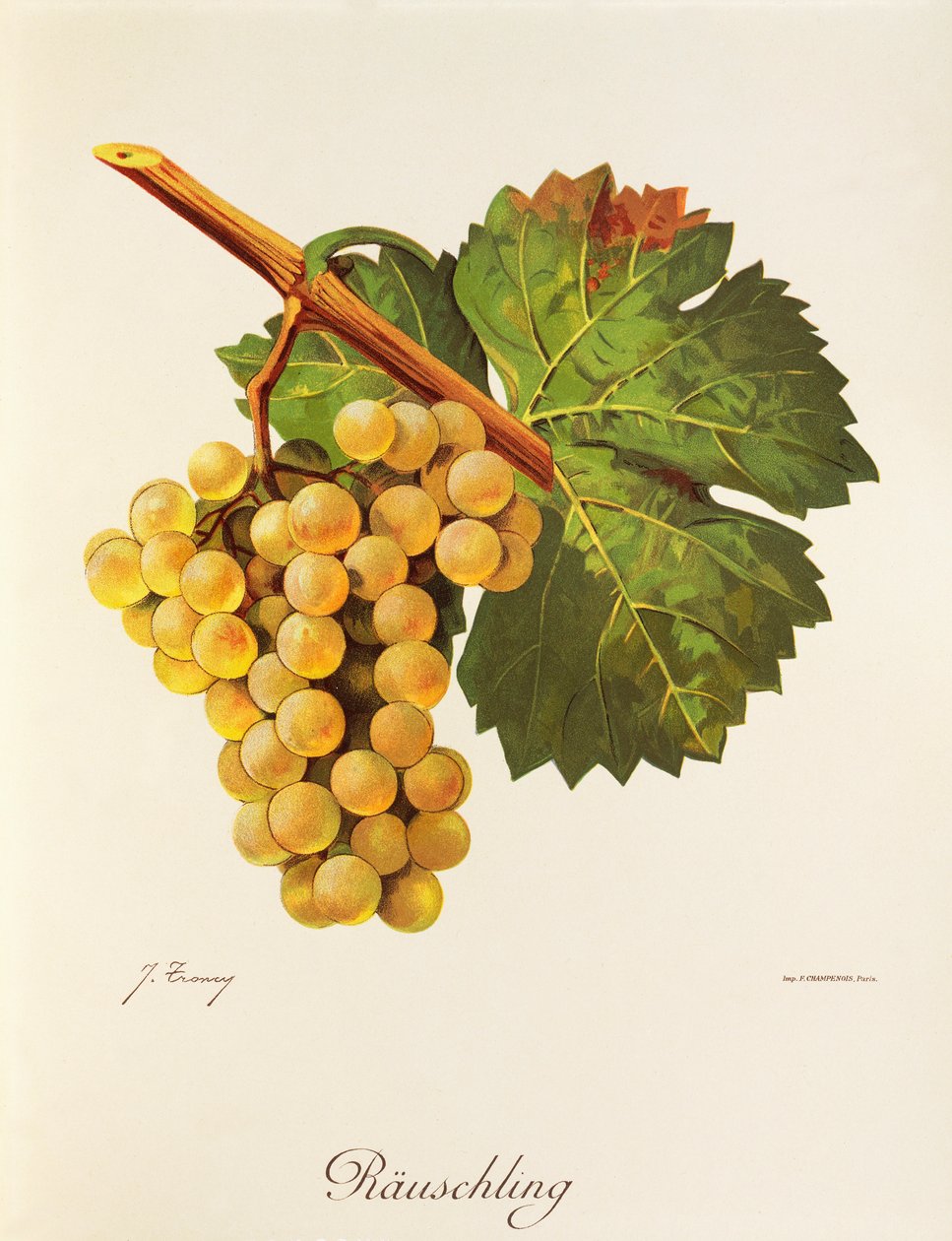 Rauschling grape by Jules Troncy
