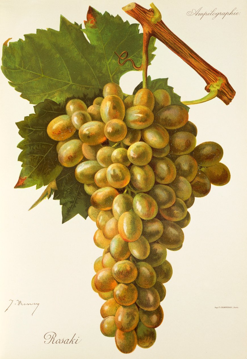 Rosaki grape by Jules Troncy