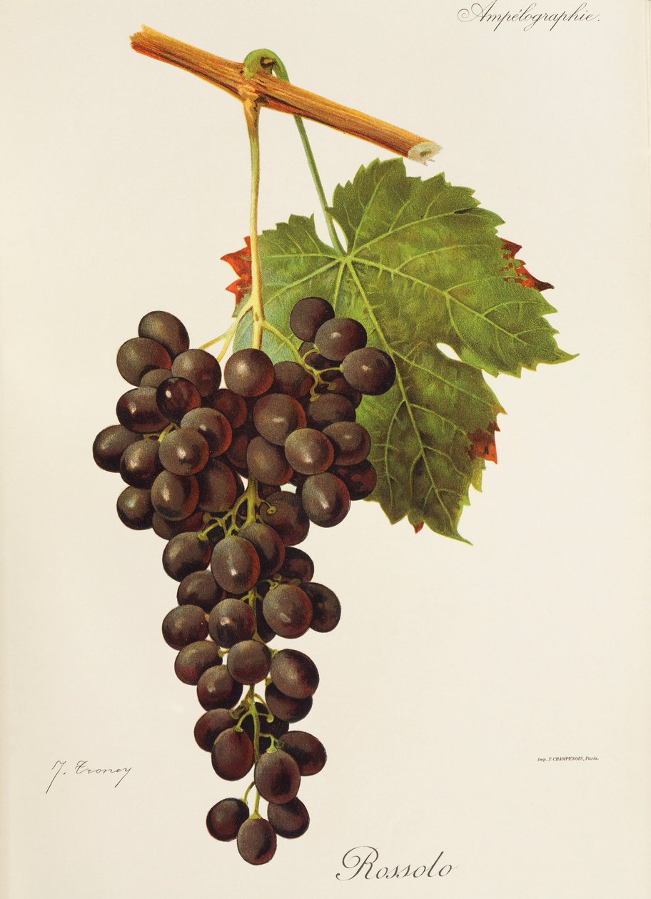 Rossolo grape by Jules Troncy