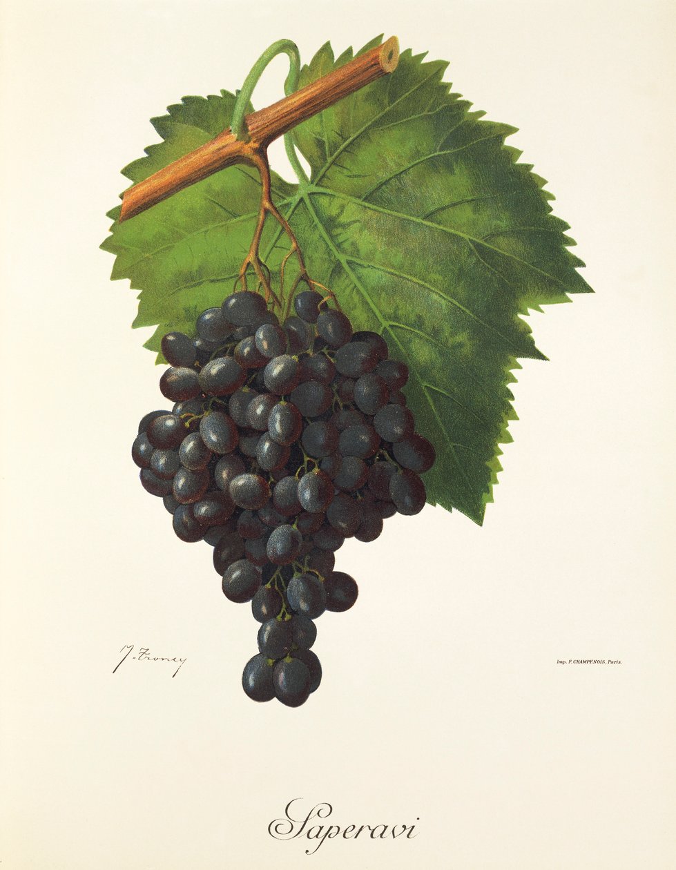 Saperavi grape by Jules Troncy