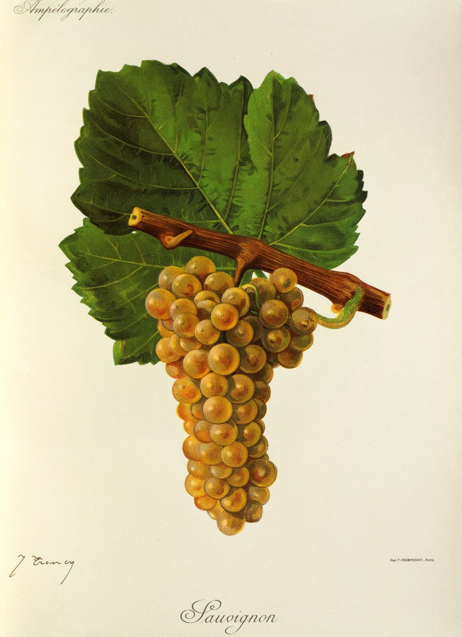 Sauvignon grape by Jules Troncy