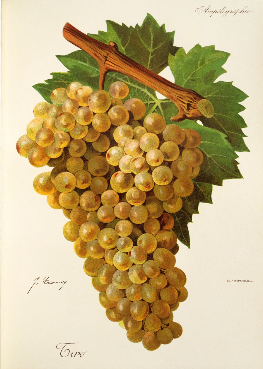 Tiro grape by Jules Troncy