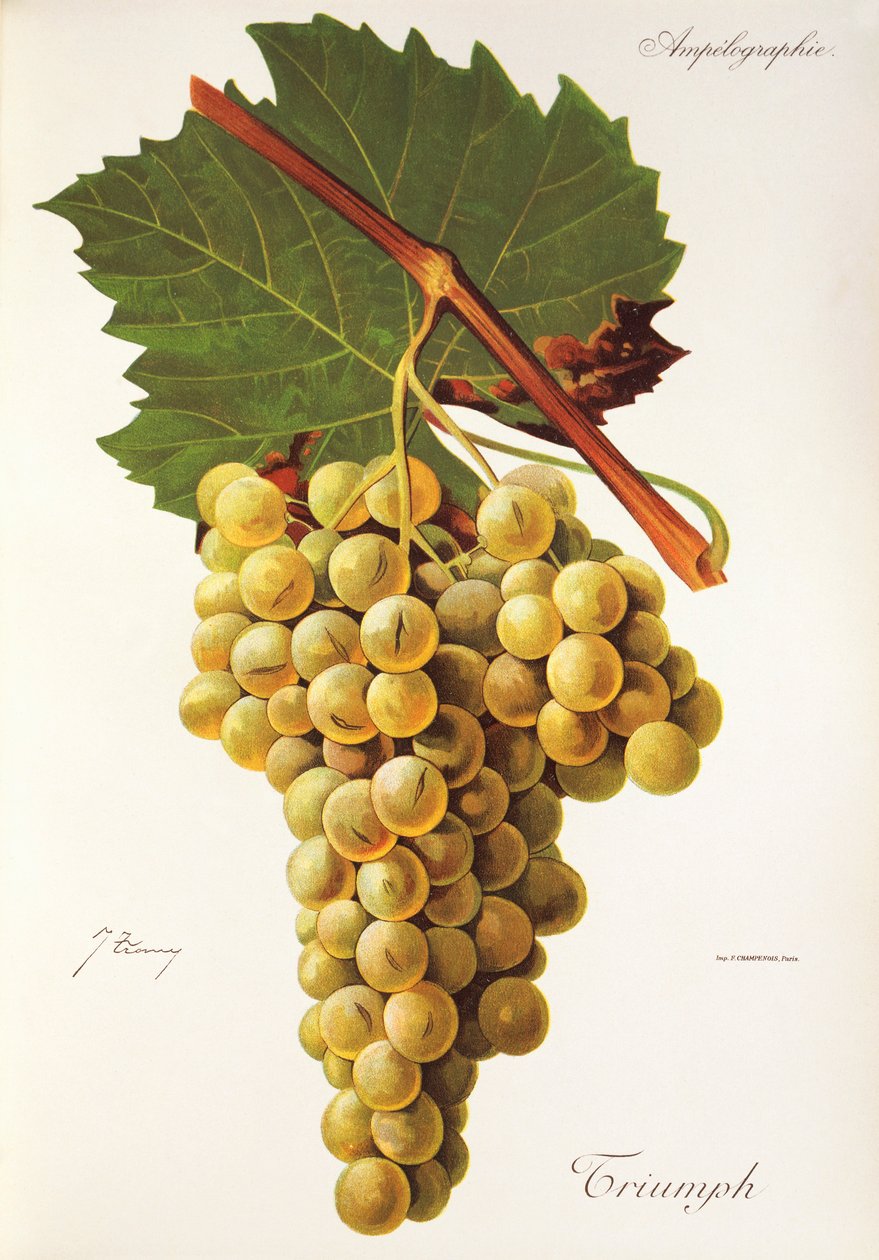 Triumph grape by Jules Troncy