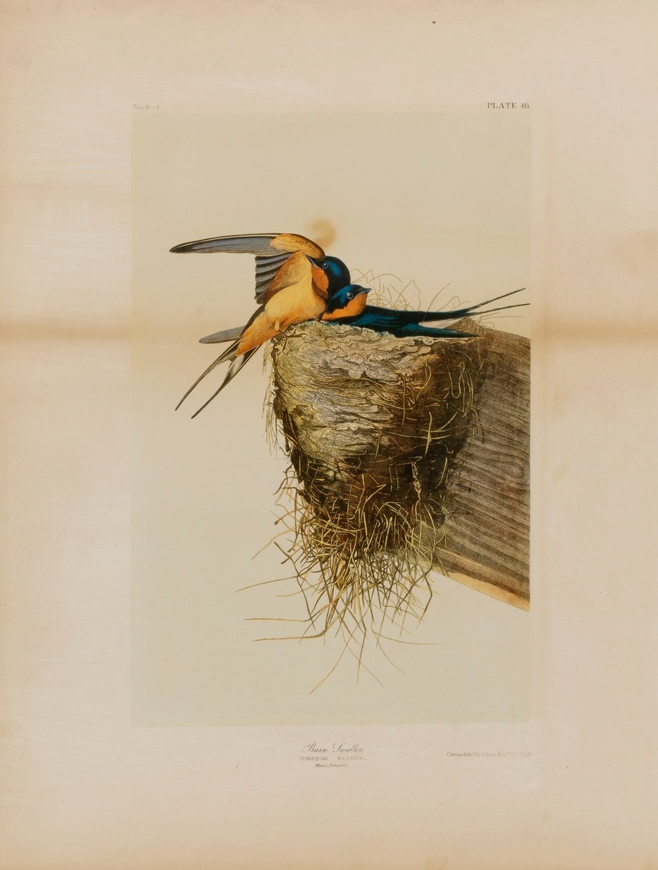 Barn Swallow by Julius Bien