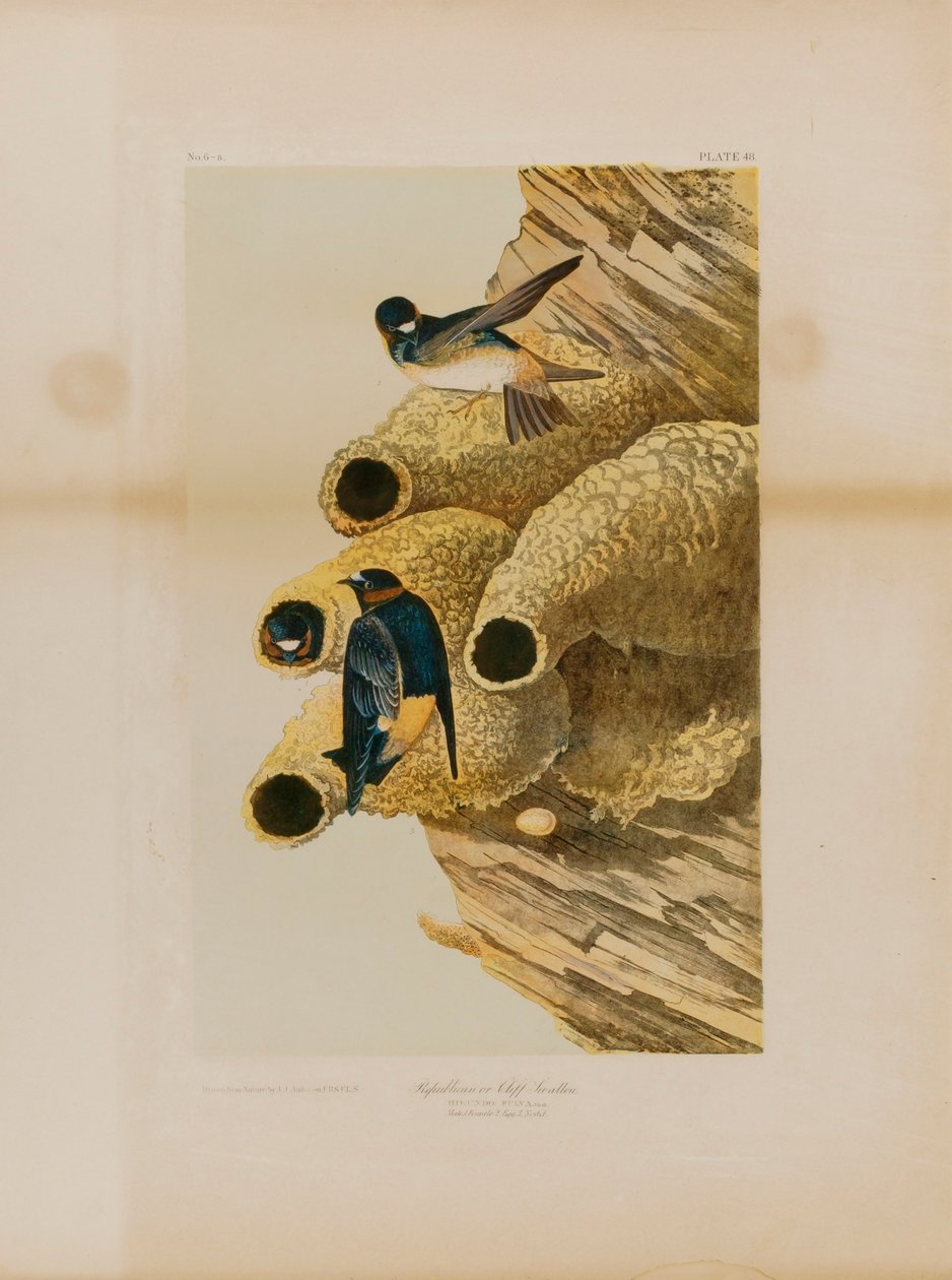 Cliff Swallows by Julius Bien