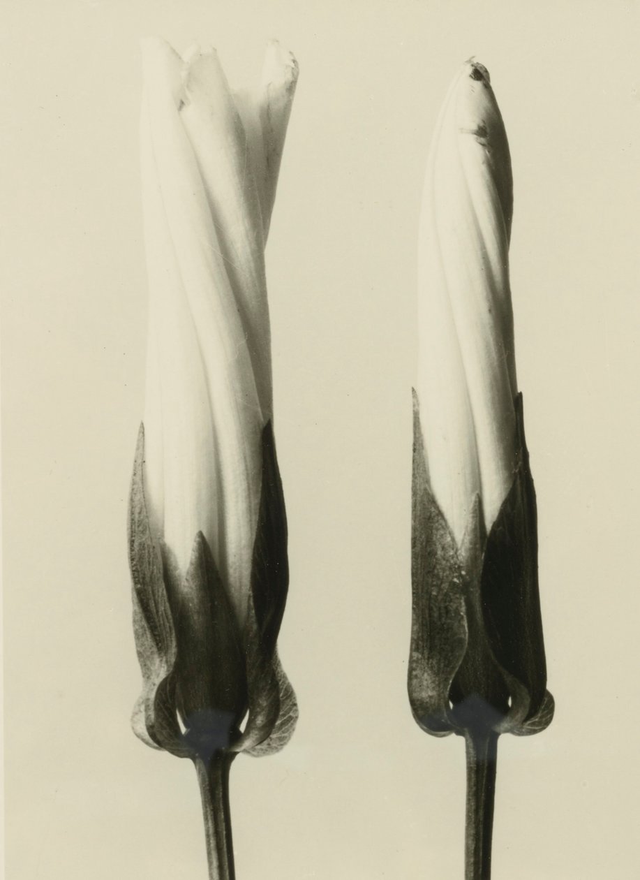 Calystegia sepium by Karl Blossfeldt