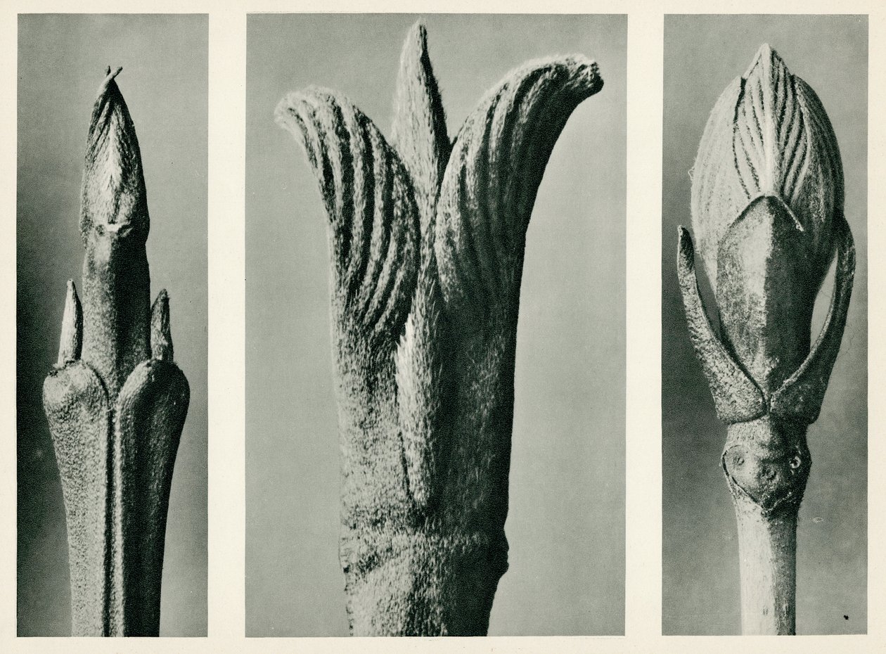 Cornus Brachypoda by Karl Blossfeldt