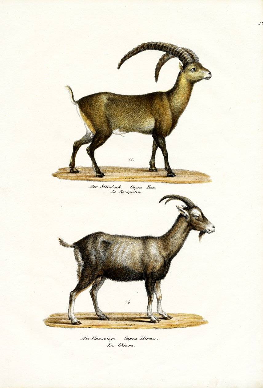 Ibex, 1824 by Karl Joseph Brodtmann