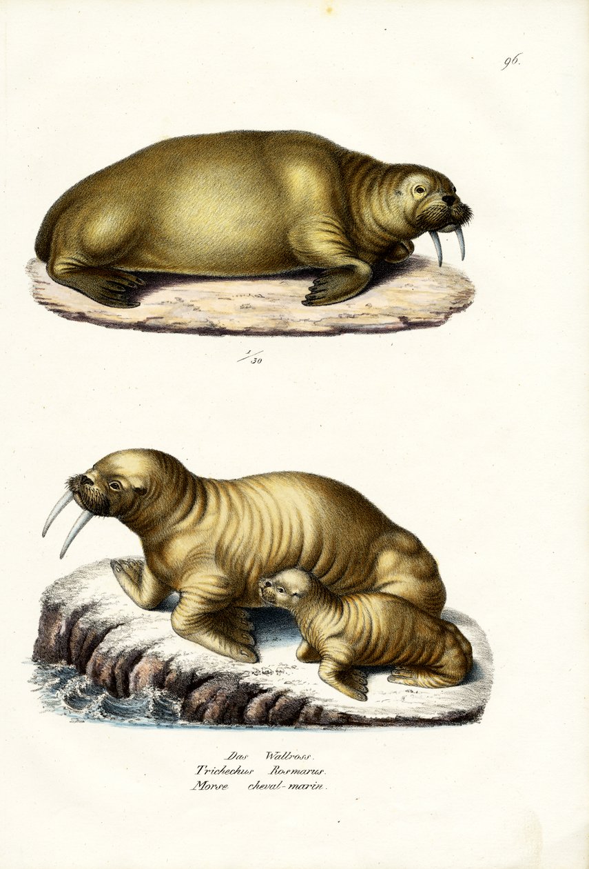Walrus by Karl Joseph Brodtmann