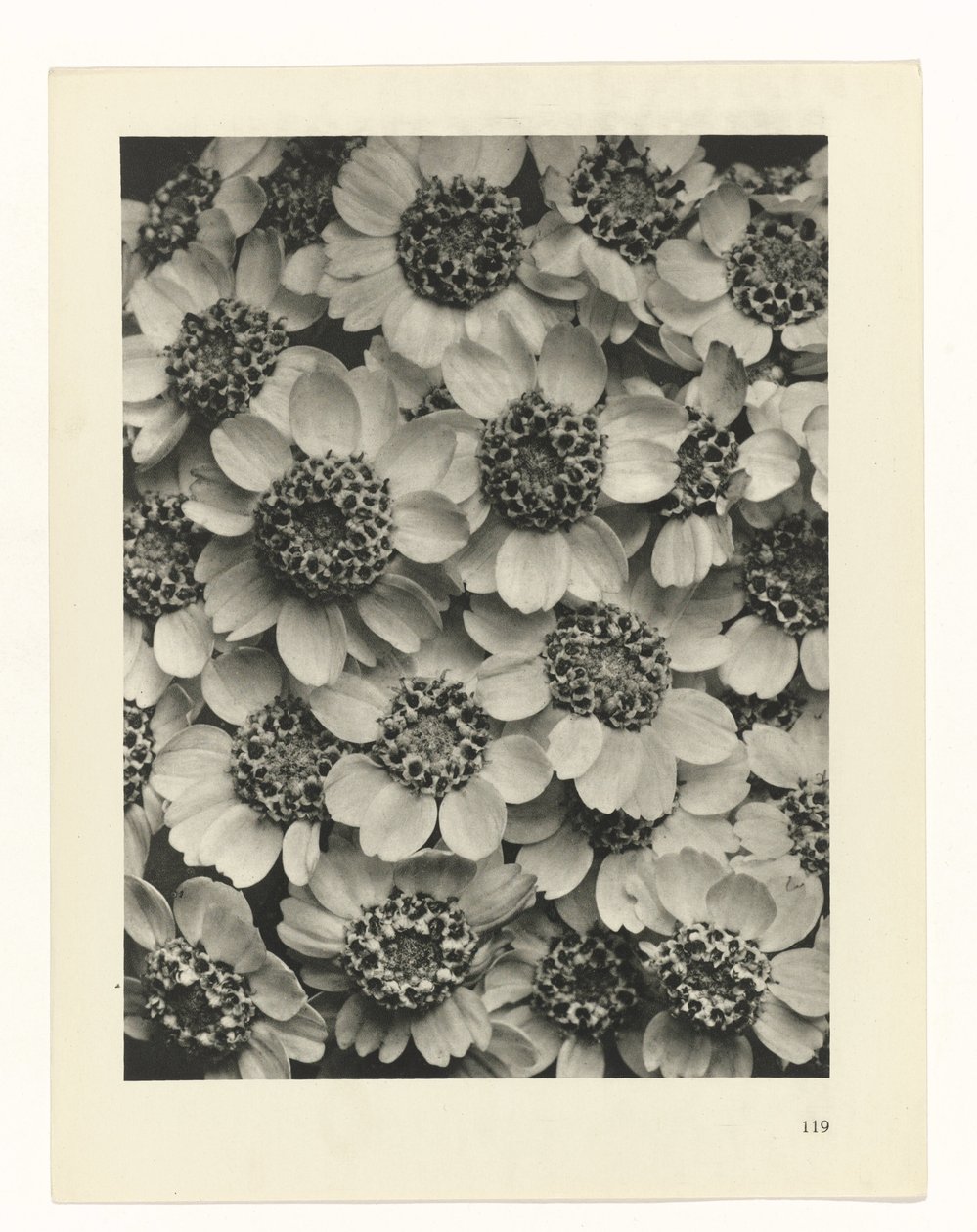 Plant Study by Karl Blossfeldt