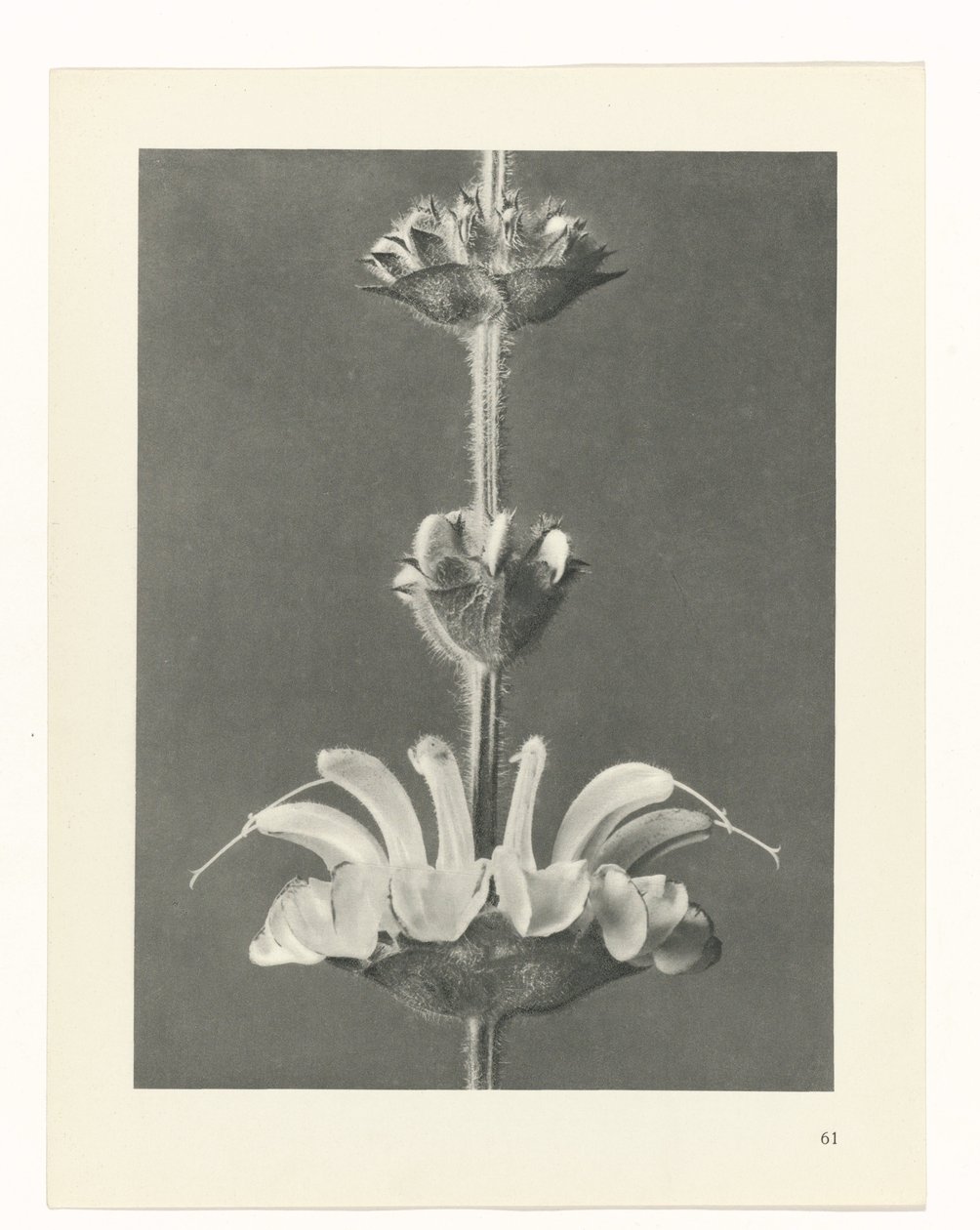 Plant Study by Karl Blossfeldt