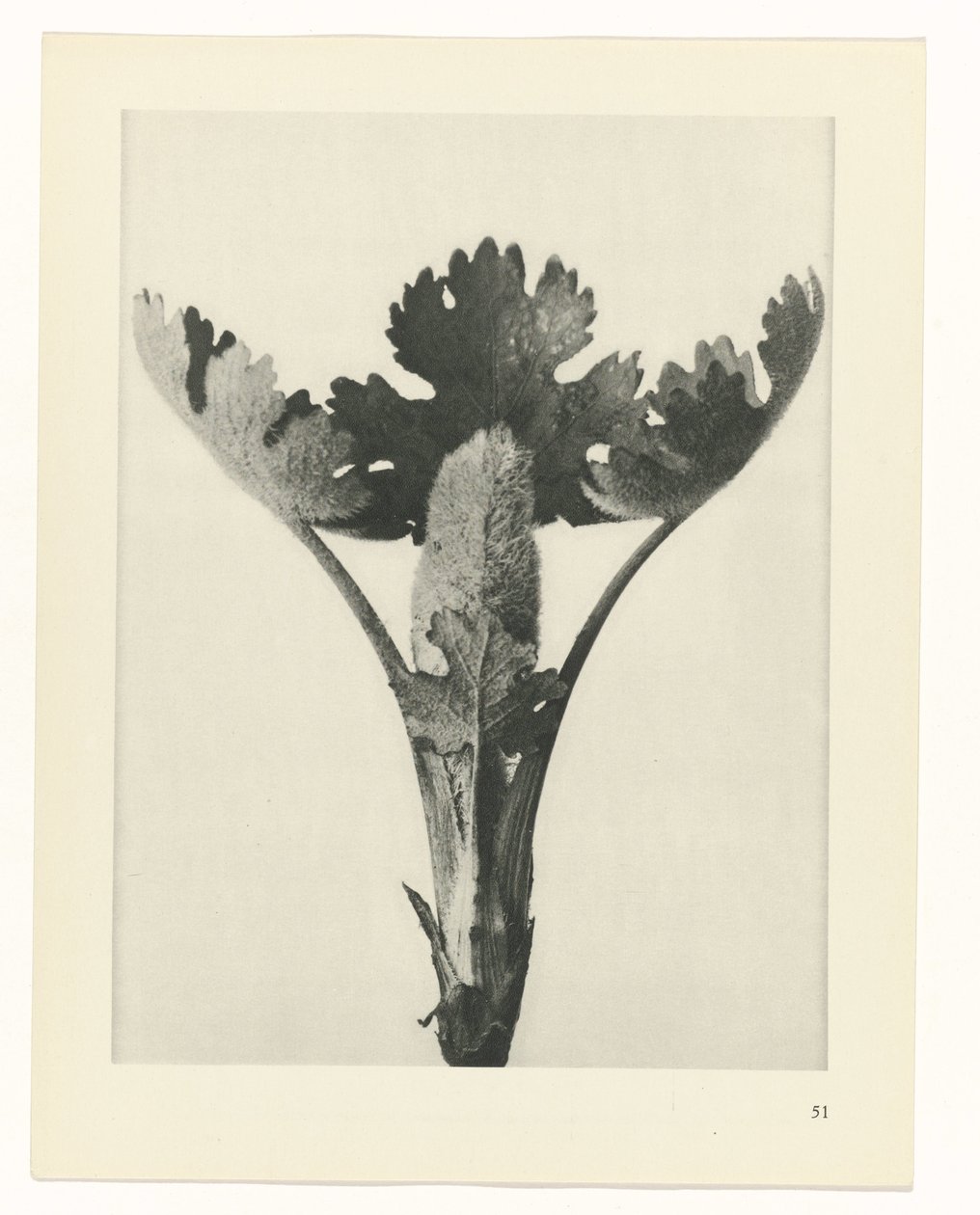 Plant Study by Karl Blossfeldt