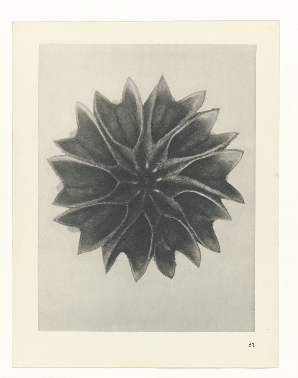 Plant Study (Urformen der Kunst series) by Karl Blossfeldt