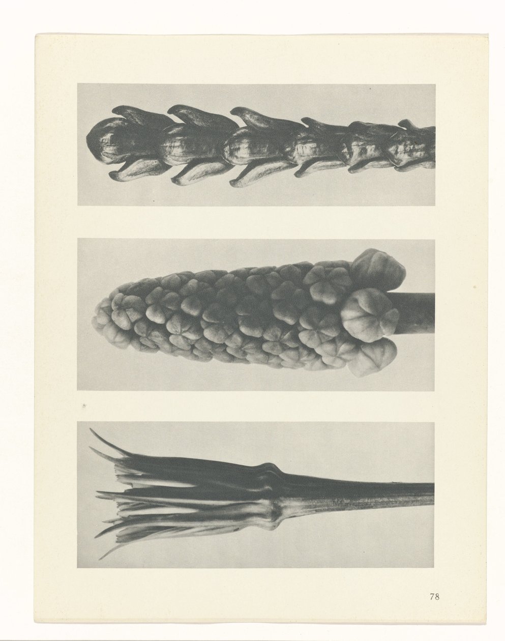 Plant Study (series title) by Karl Blossfeldt