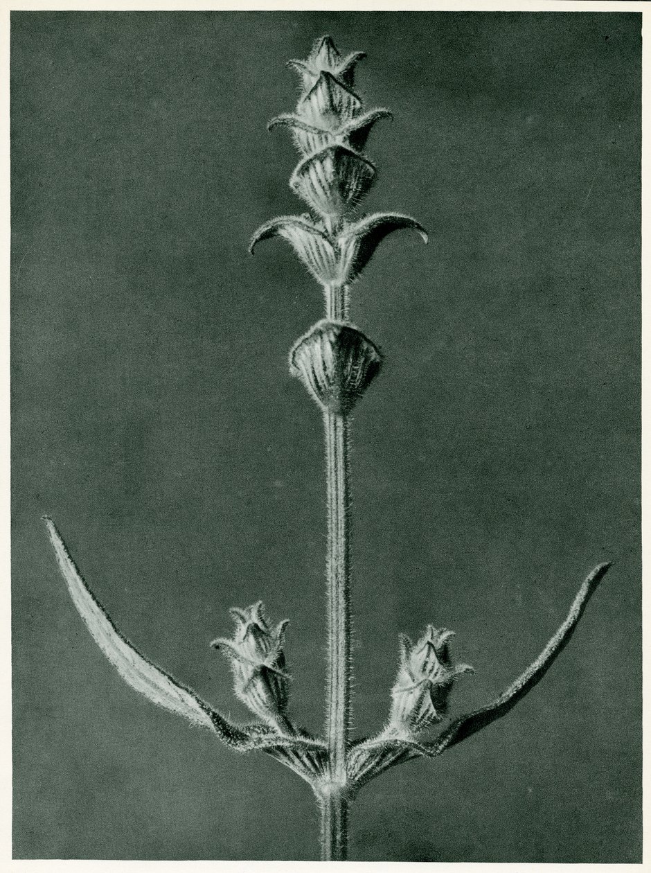 Salvia by Karl Blossfeldt