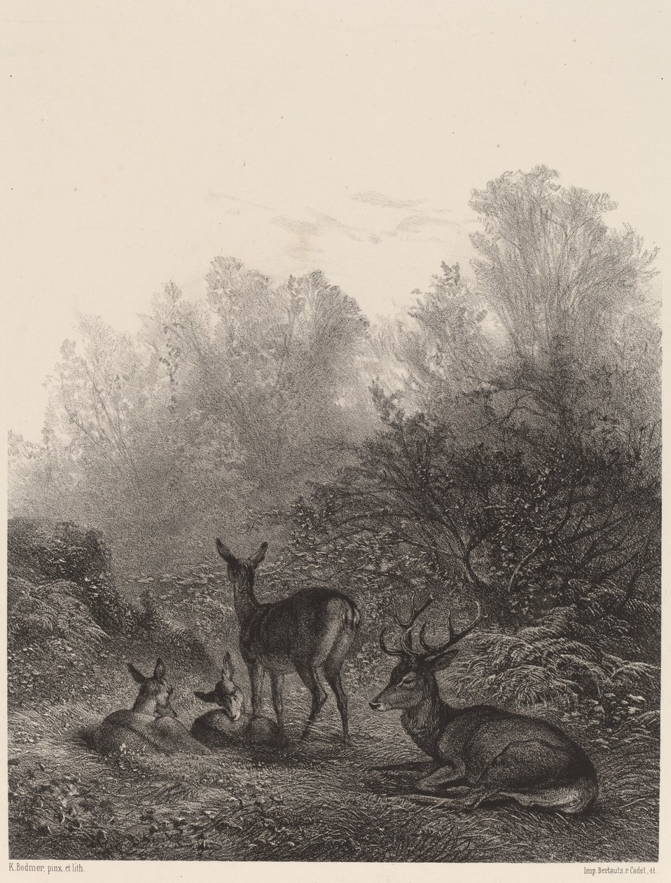 Deer at Rest by Karl Bodmer