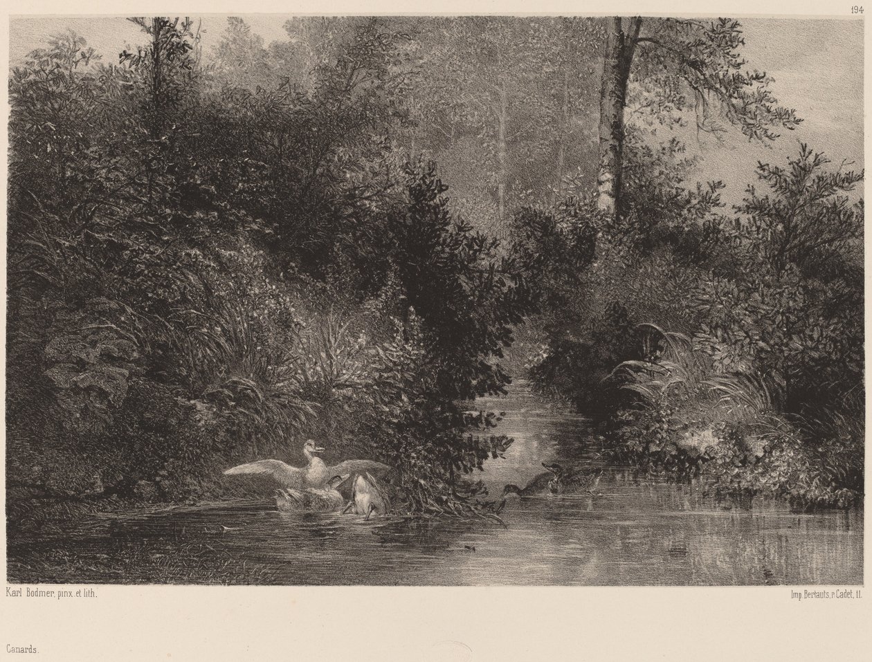 Canards by Karl Bodmer
