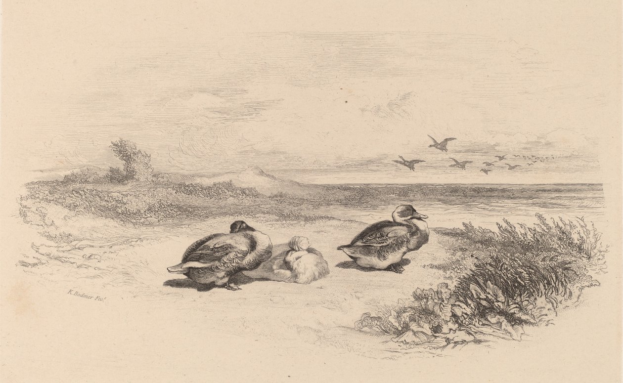 Wild Ducks by Karl Bodmer