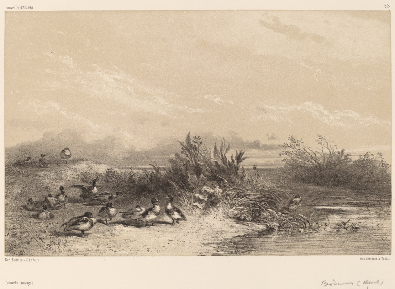 Wild Ducks by Karl Bodmer