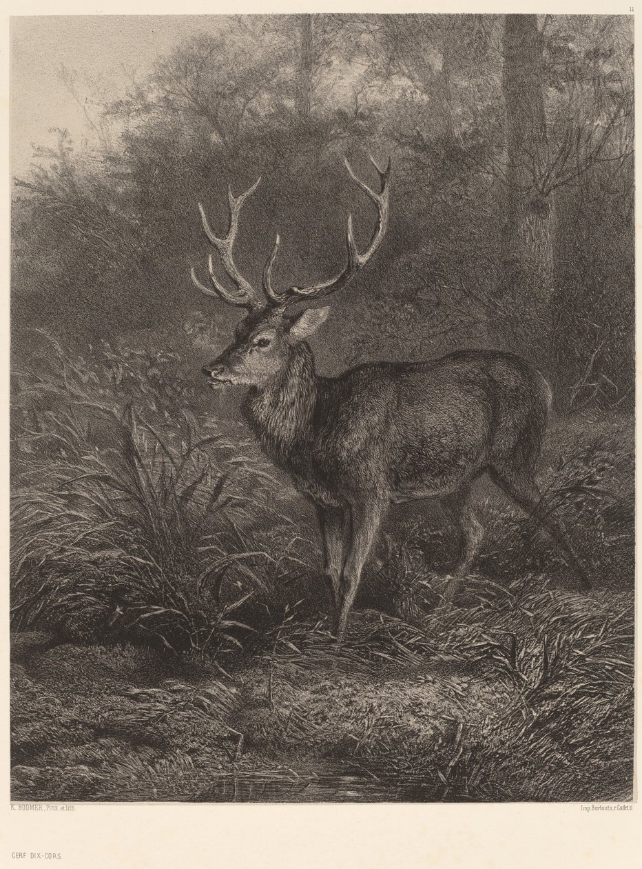 Ten-Point Stag by Karl Bodmer