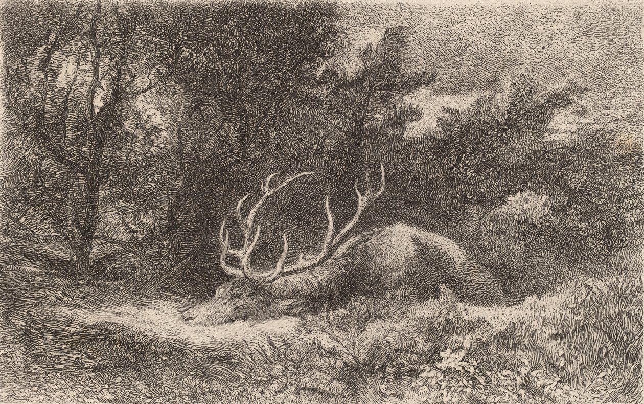 Resting Deer by Karl Bodmer