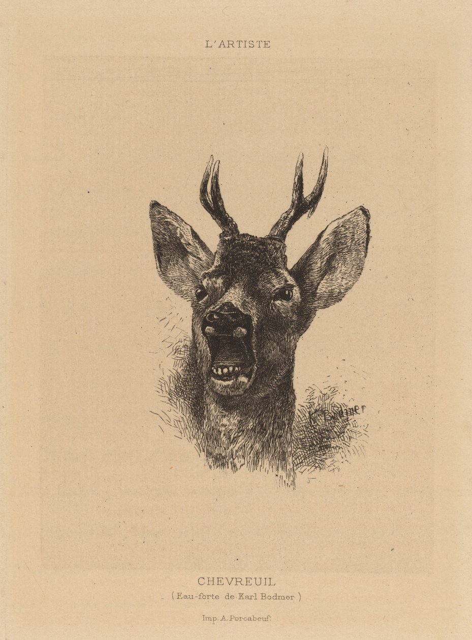 Chevreuil by Karl Bodmer