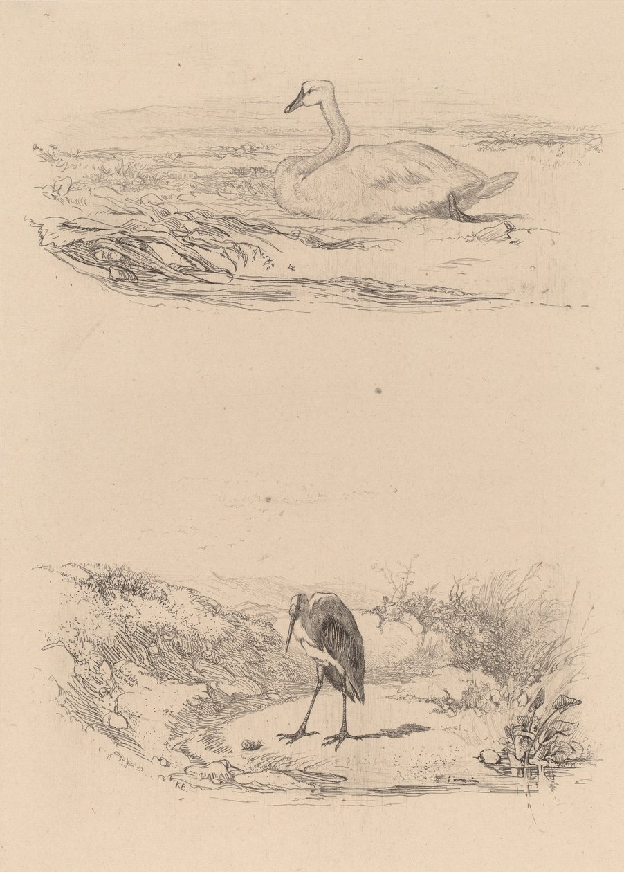 Swan, Heron by Karl Bodmer