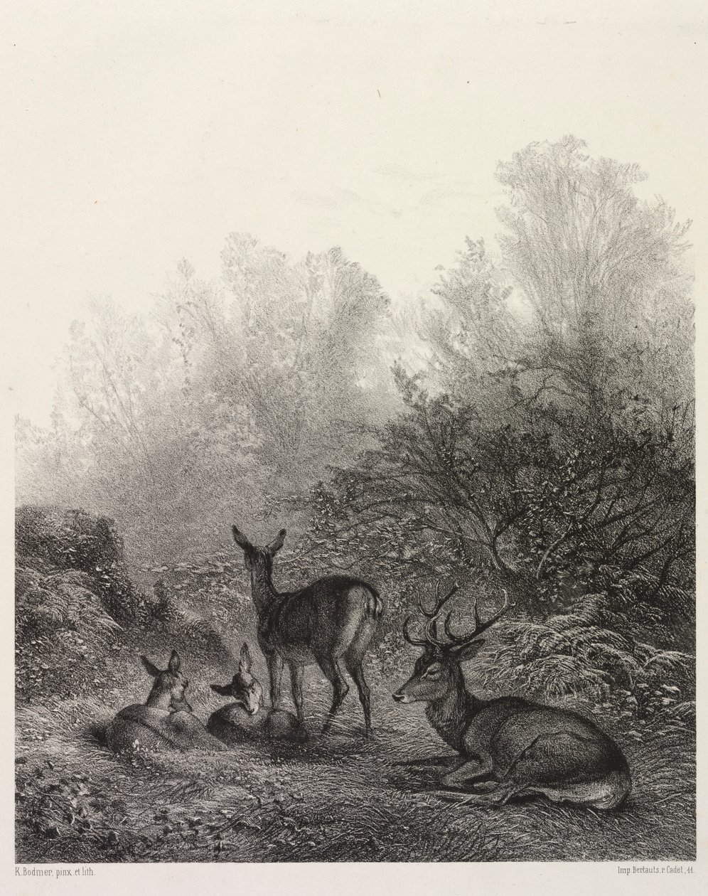 Deer at Rest by Karl Bodmer