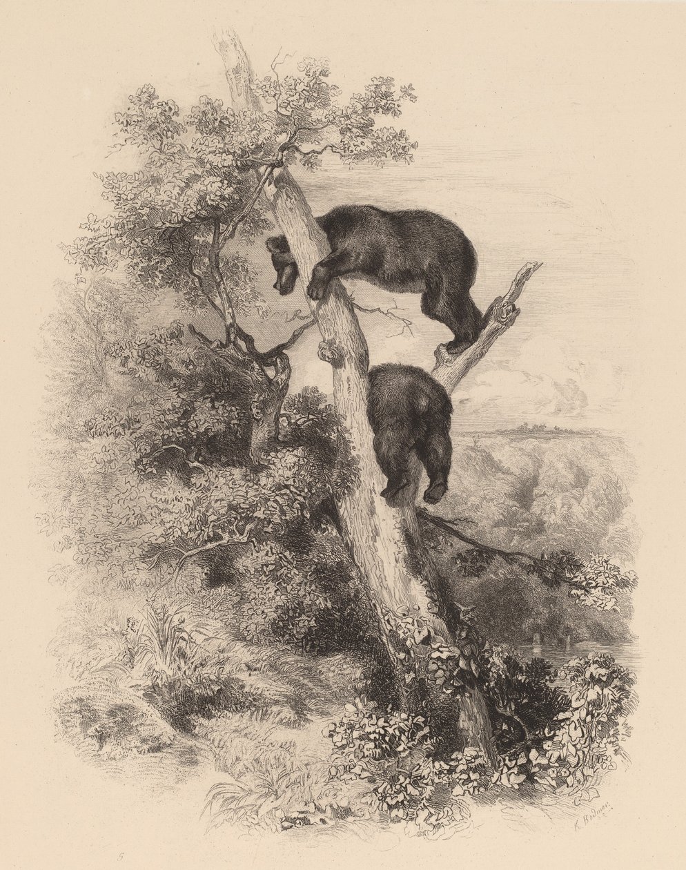 Two Bears by Karl Bodmer
