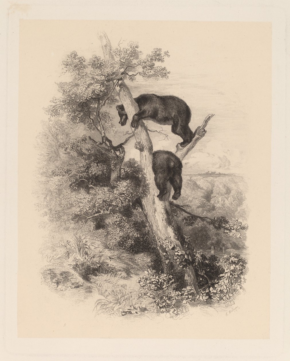 Two Bears by Karl Bodmer