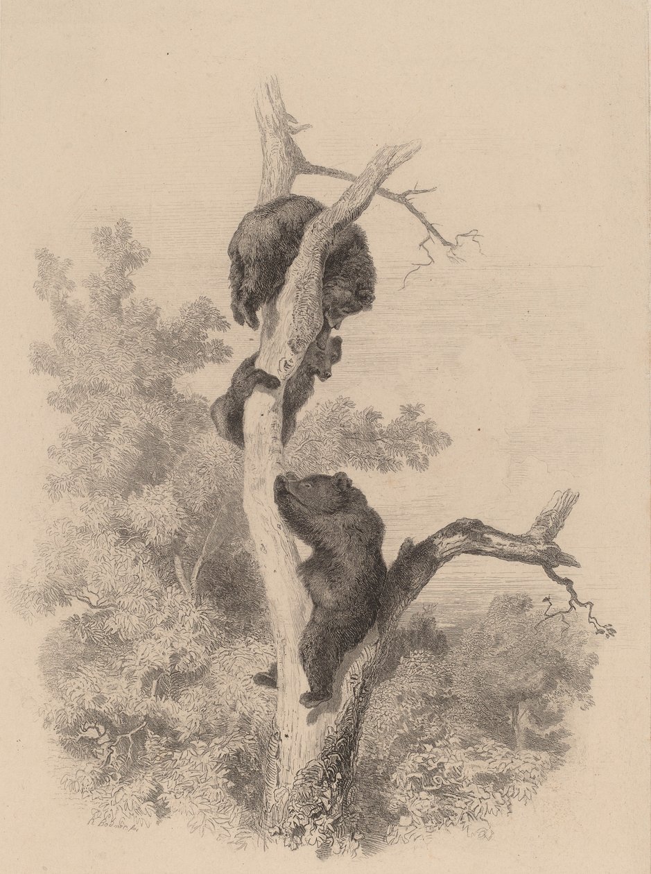 The Bears by Karl Bodmer
