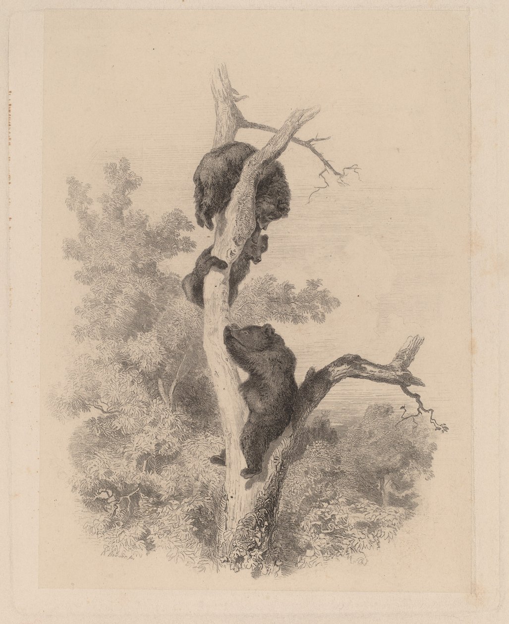 The Bears by Karl Bodmer