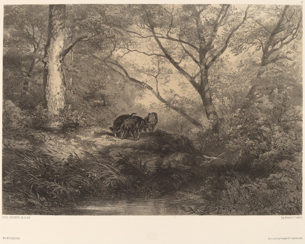 Wild Boar Piglets by Karl Bodmer