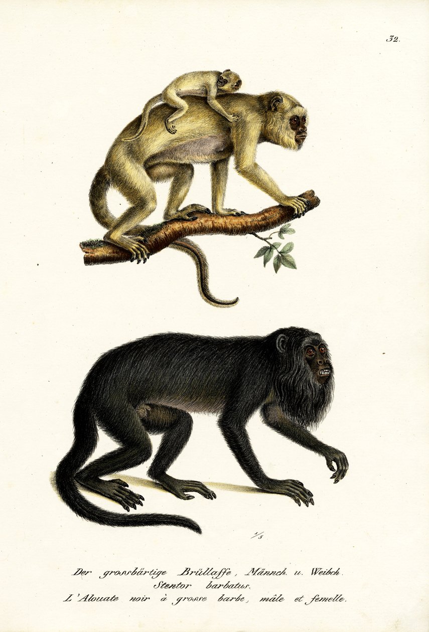 Black Howler Monkeys, 1824 by Karl Joseph Brodtmann