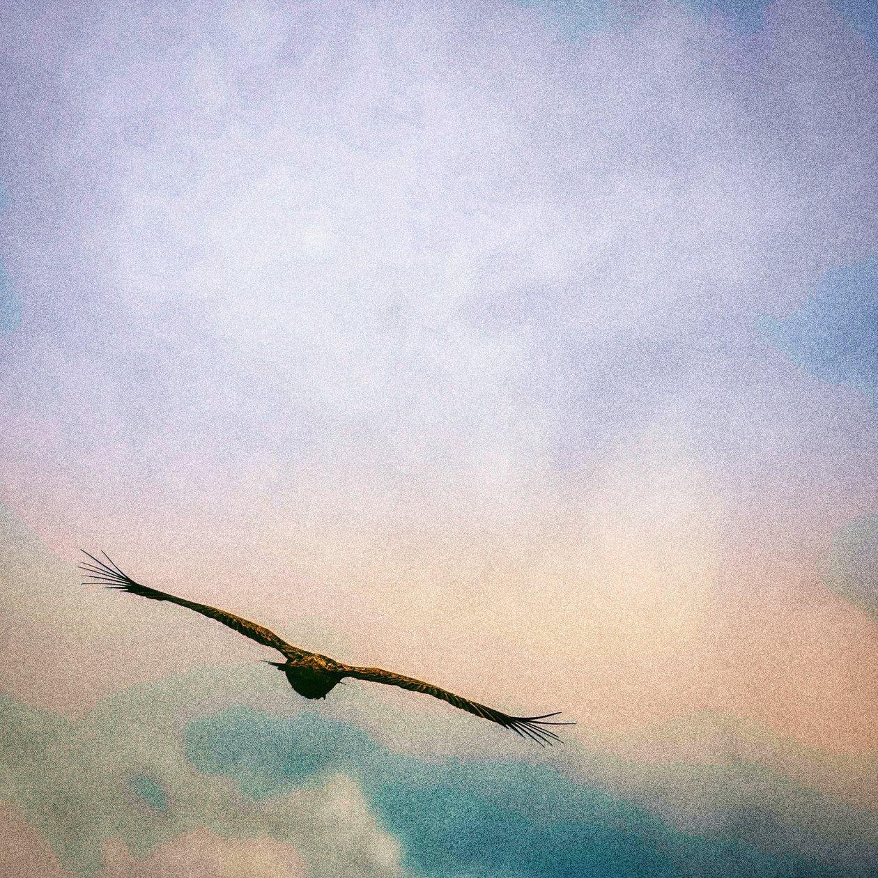 On The Wing, 2021 by Katha Wood