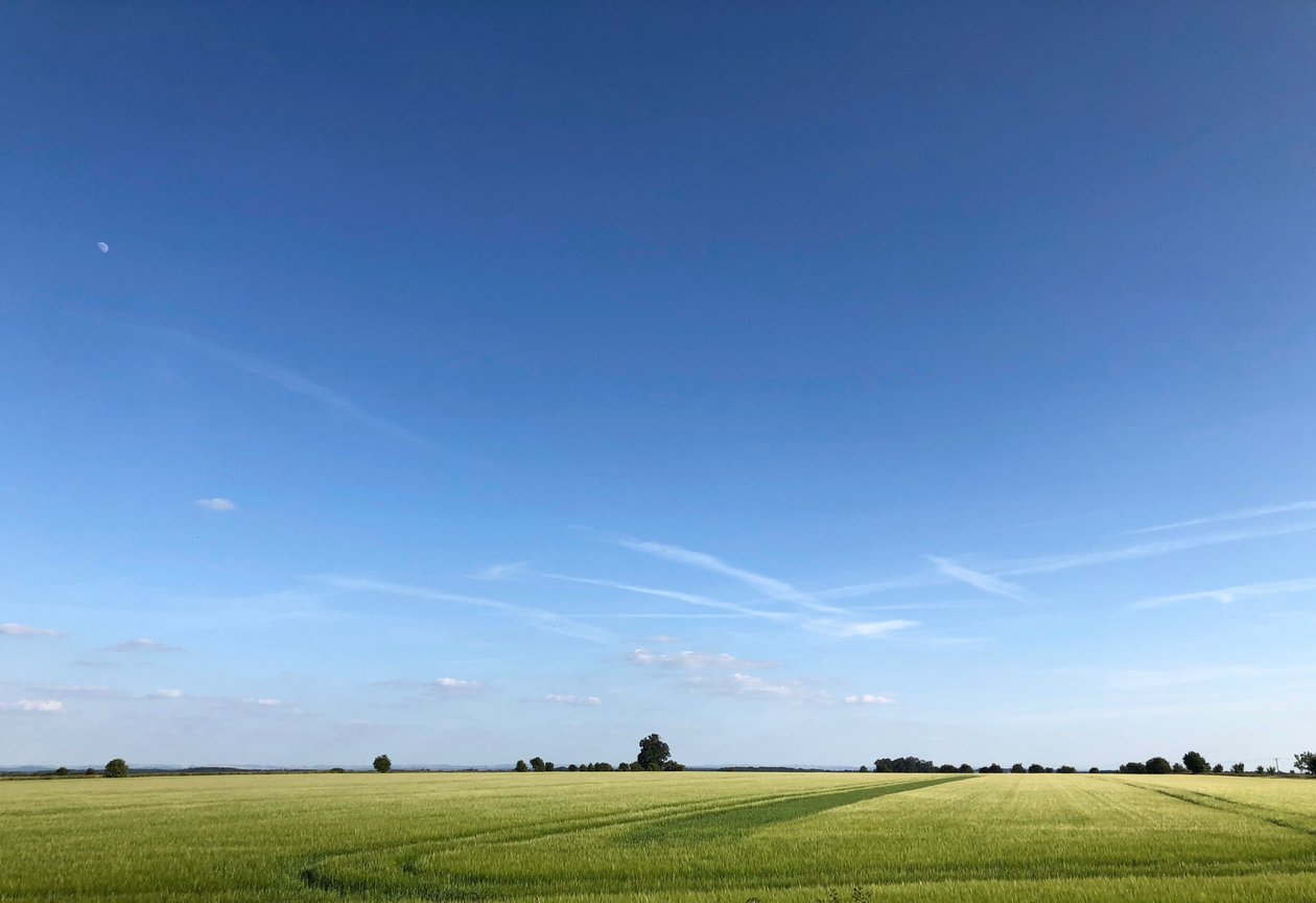 Summer Crop 2018 by Katha Wood