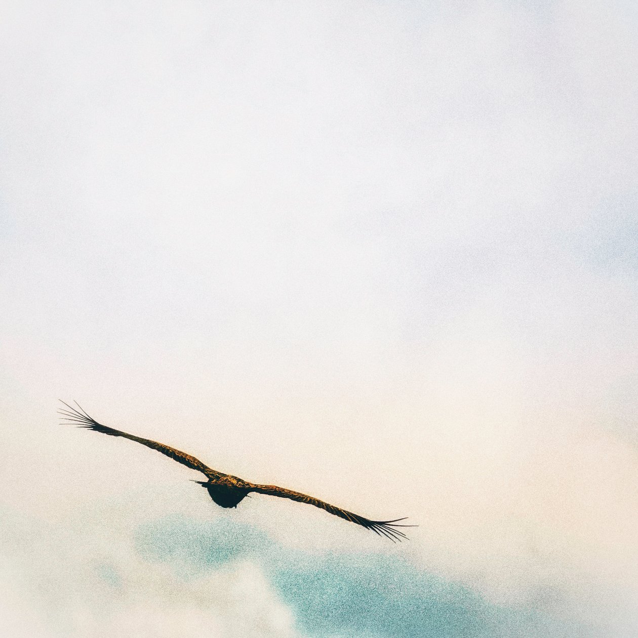 Up In The Clouds by Katha Wood