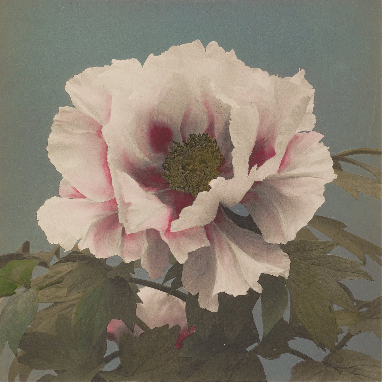 Tree Peony by Kazumasa Ogawa