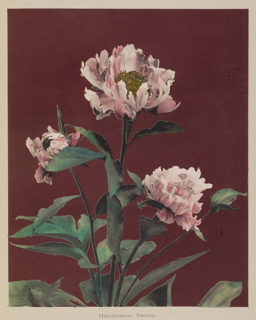 Herbaceous Peony by Kazumasa Ogawa